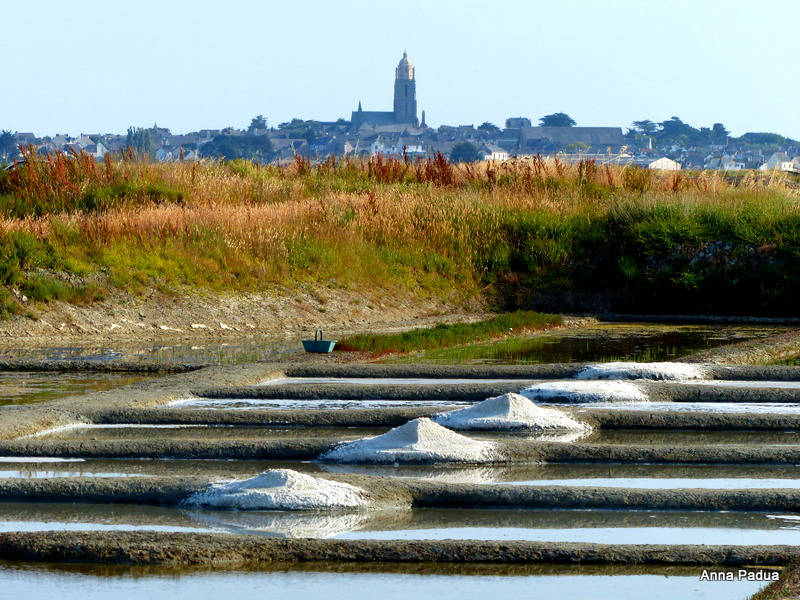 Œillet dans les marais salants